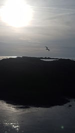 Silhouette birds flying over sea against sky