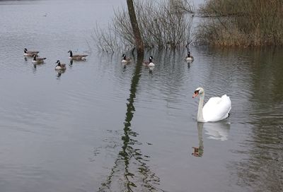 Swans swimming in lake