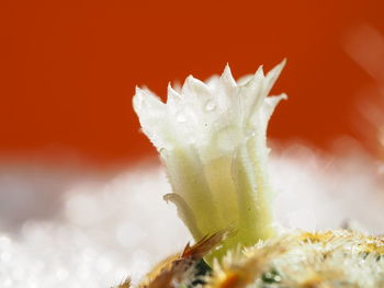 Close-up of succulent plant against blurred background