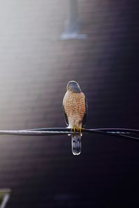 Close-up of bird perching on metal