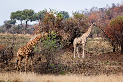 Giraffe in a field