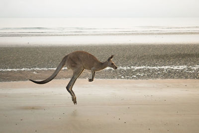 Full length of kangaroo jumping at beach