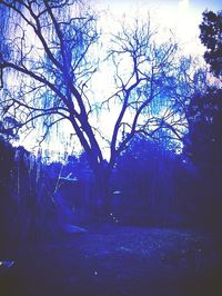 Bare trees against sky