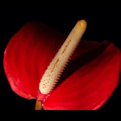 Close-up of red over black background