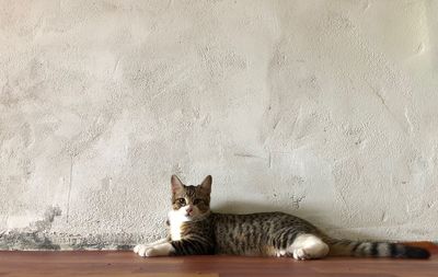 Portrait of cat resting on wall