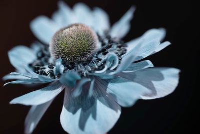 Close-up of blue anemone against black background