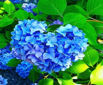 Close-up of blue hydrangea flowers