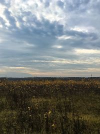 Scenic view of field against sky