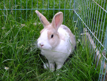 Rabbit relaxing on grass in cage