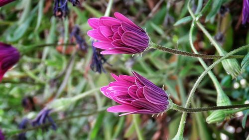 Close-up of pink flowers