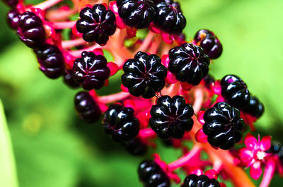 Close-up of berries on plant