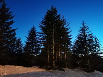 Pine trees on snow covered field against sky at night