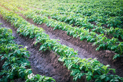 Plants growing on field