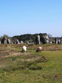 Sheep in a field