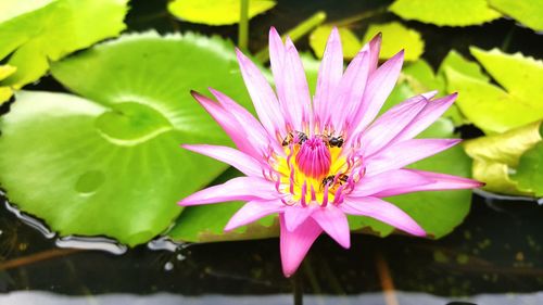 Close-up of bee pollinating on pink water lily