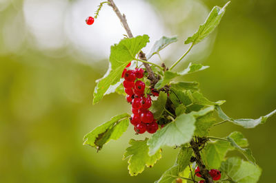 Close-up of red berries growing on plant