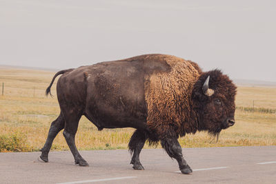Side view of a buffalo crossing the road