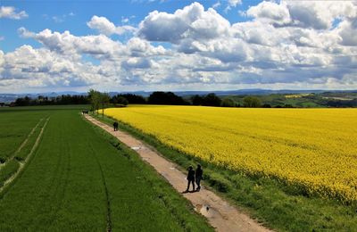 Scenic view of agricultural field against sky