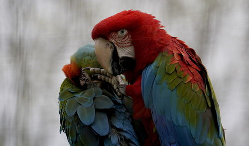 Close-up of parrot
