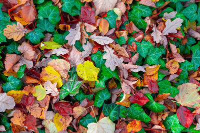 High angle view of maple leaves