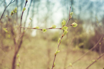 Close-up of flowering plant against blurred background