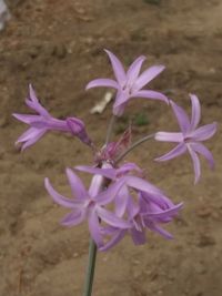 Close-up of pink crocus flowers on land