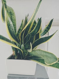 Close-up of succulent plant in vase against wall