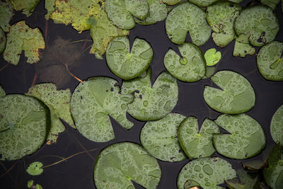 High angle view of leaves floating on water