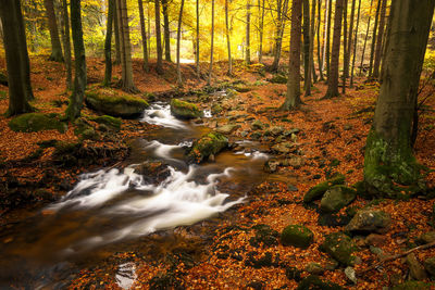 Stream flowing through rocks in forest