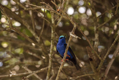 Low angle view of bird perching on branch