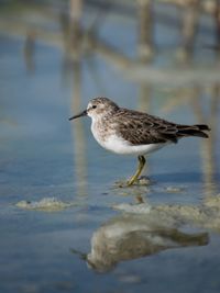 Seagull perching on a lake