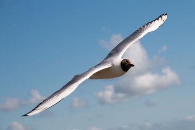 Black-headed gull in the blue sky