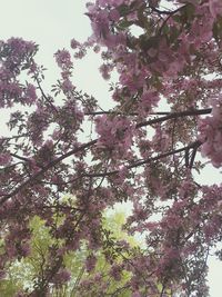 Low angle view of tree