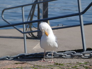 Seagull perching on railing