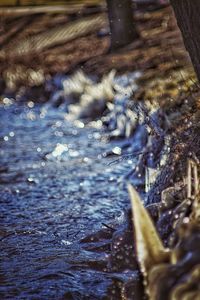 Close-up of turtle in water