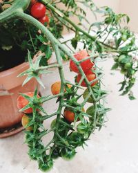 High angle view of berries growing on potted plant