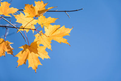 Low angle view of maple leaves against clear blue sky