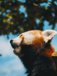 Close up of red panda under a tree