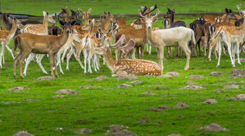 Donkey standing on grassy field