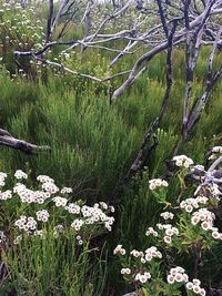 Scenic view of flowering tree in forest