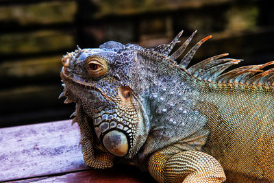 Close-up of iguana