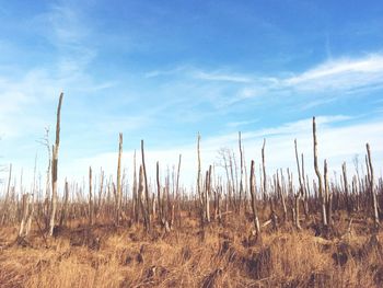 Scenic view of field against cloudy sky