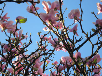 Low angle view of flowering tree against sky