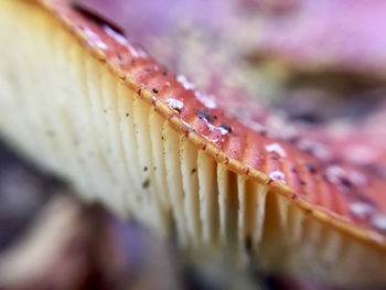 Macro shot of cupcakes on wood