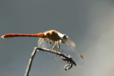 Close-up of insect on leaf