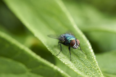 Close-up of housefly on plant