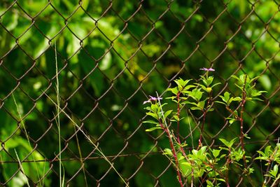 Close-up of chainlink fence