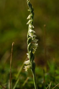 Close-up of fern on field