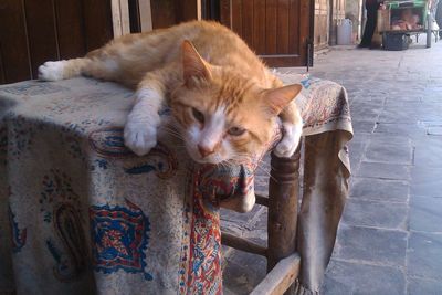 Close-up of cat relaxing on floor