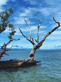 Bare tree by sea against sky